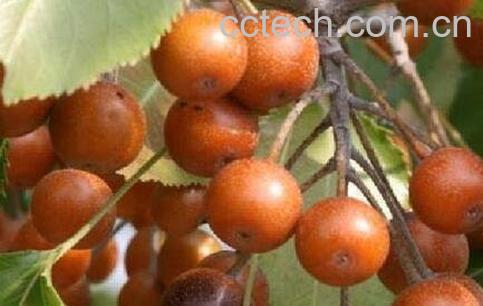 杜梨怎么养殖 杜梨的养殖方法技巧-0