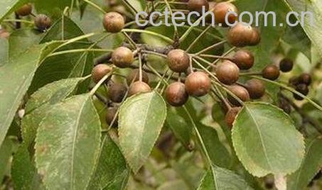 杜梨怎么养殖 杜梨的养殖方法技巧-1