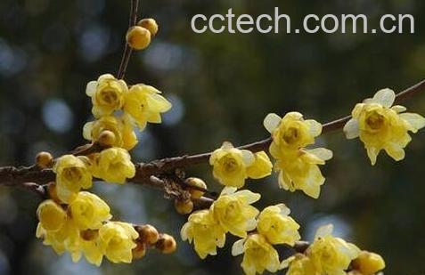 黄梅花的药用价值-0