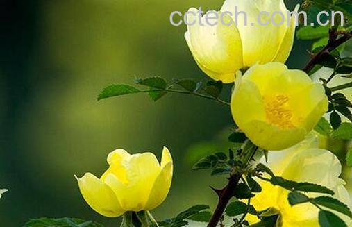 黄梅花的药用价值-1