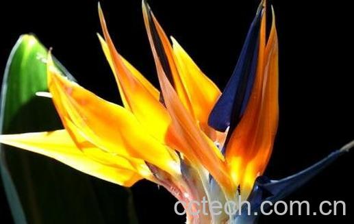 花开的最好看的植物-0