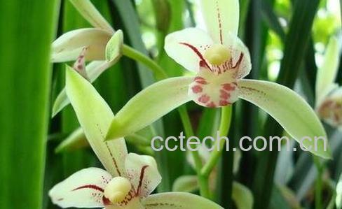 花开的最好看的植物-1