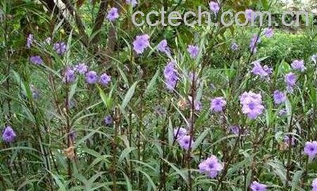 翠芦莉有什么功效和作用-0