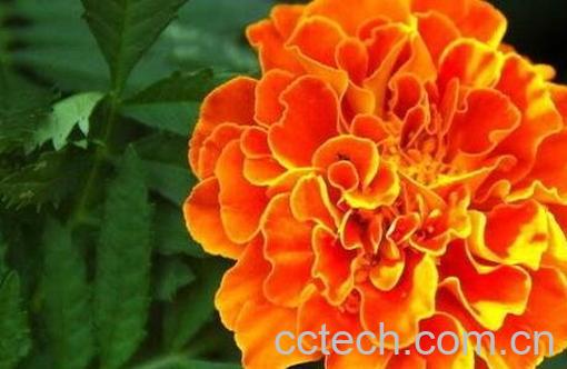 高粱菊花有什么药用价值-1