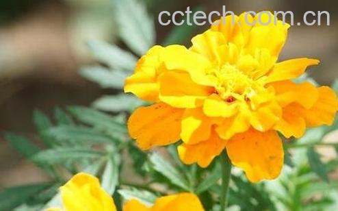 高粱菊花有什么药用价值-0