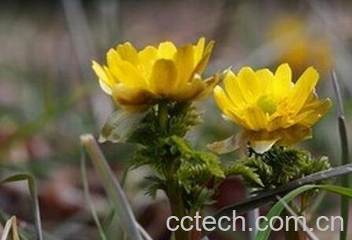 福寿草的功效与作用-0