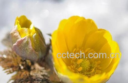 福寿草的功效与作用-1