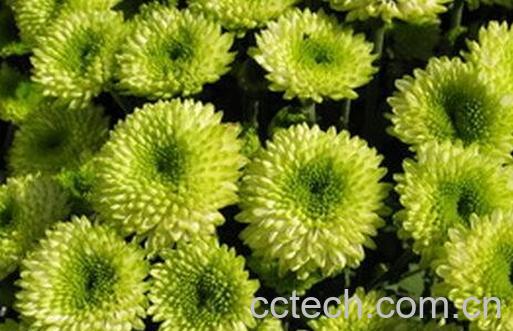 绿菊花的功效与禁忌-0