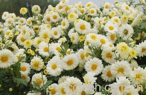 大白菊花的功效与作用-1