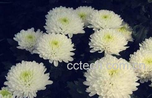 大白菊花的功效与作用-0