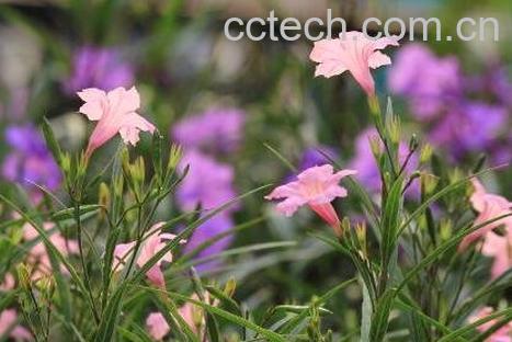 翠芦莉的功效与药用价值-1