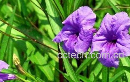 翠芦莉的功效与药用价值-0