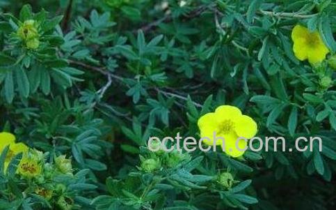 金露梅的功效与作用及常见用法-0