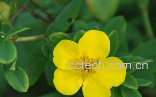 金露梅的功效与作用及常见用法-1