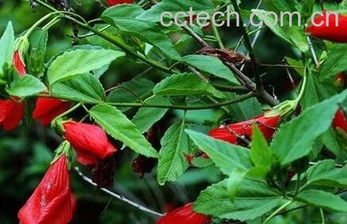 悬铃花的养殖方法和注意事项-0