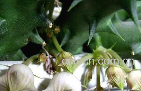 龙角花的功效与作用-0