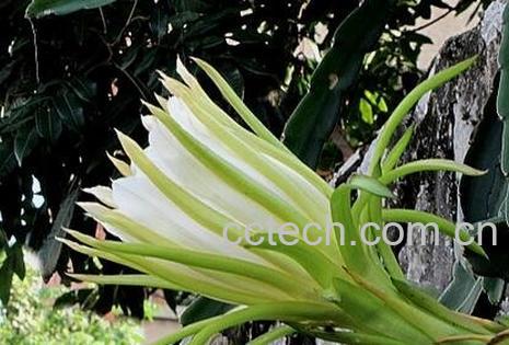 龙角花的功效与作用-1