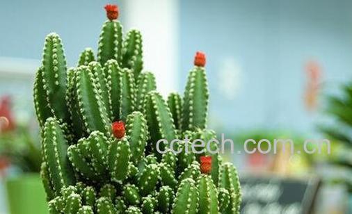 万重山有什么功效-0