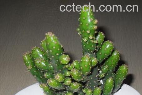 万重山有什么功效-1