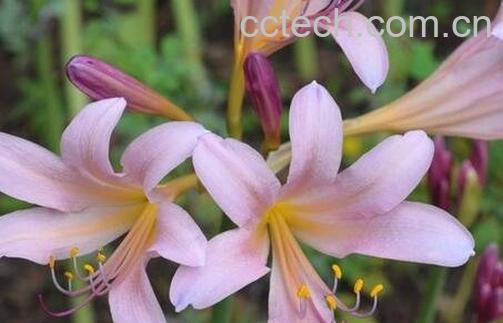 鹿葱花的药用价值-0