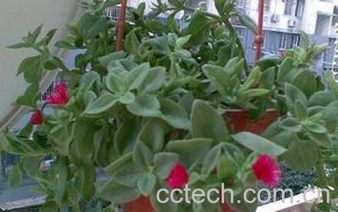 口红吊兰的药用价值-0