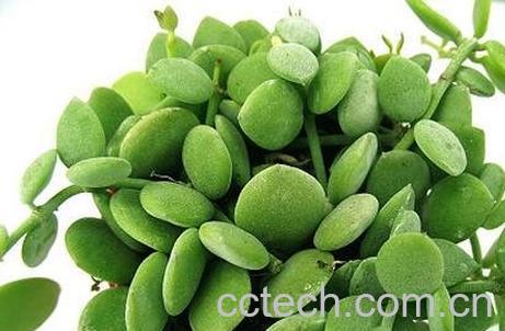 串钱藤怎么养 串钱藤的养殖方法-0