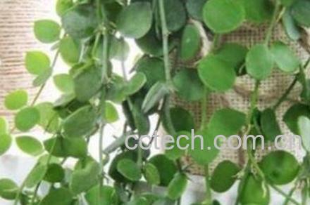 串钱藤怎么养 串钱藤的养殖方法-1