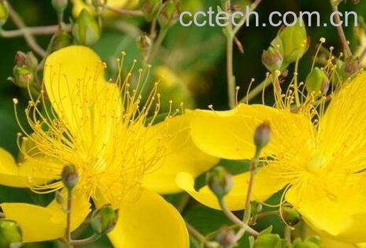 金丝梅的药用价值-0