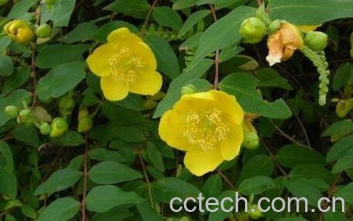 金丝梅的药用价值-1