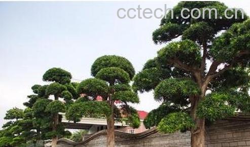 罗汉松有营养价值吗-0