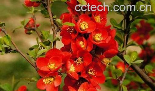 帖梗海棠药用价值-0