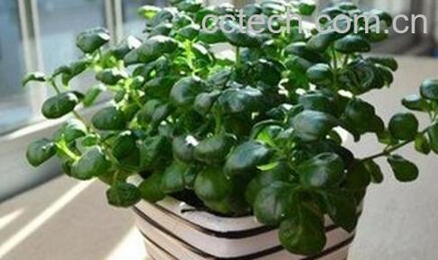 黑珍珠花怎么养 黑珍珠花的养殖方法-0