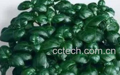 黑珍珠花怎么养 黑珍珠花的养殖方法-1