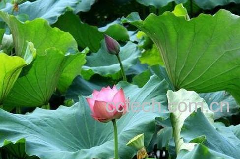 荷叶的功效与作用 荷叶的药用价值-1