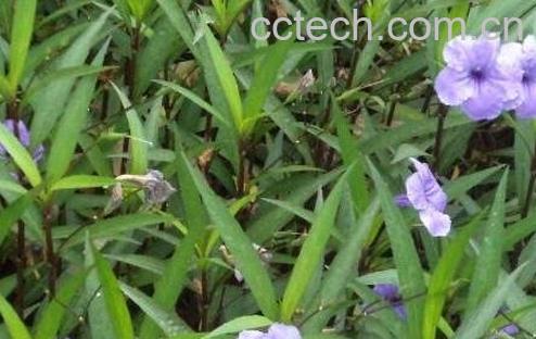 翠如莉的功效与作用-0