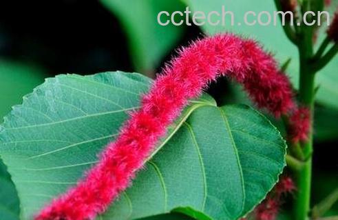 狗尾红的观赏价值-0