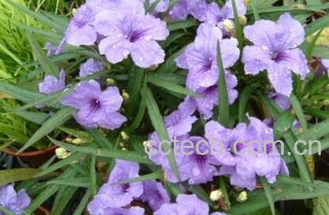 翠如莉的功效与作用-1