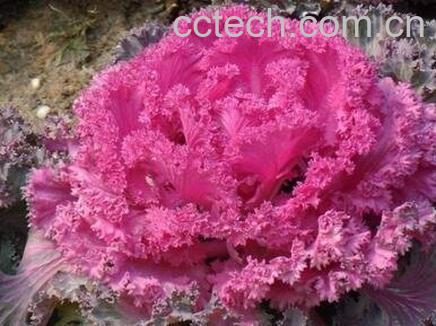 羽衣甘蓝的种植技巧和病虫害防治-0