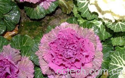 羽衣甘蓝的种植技巧和病虫害防治-1