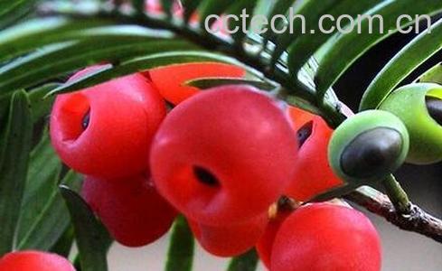 红豆杉的功效与作用 红豆杉能治癌症吗-0