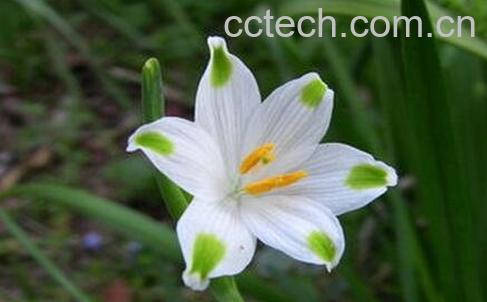 夏雪片莲的作用与功效-0