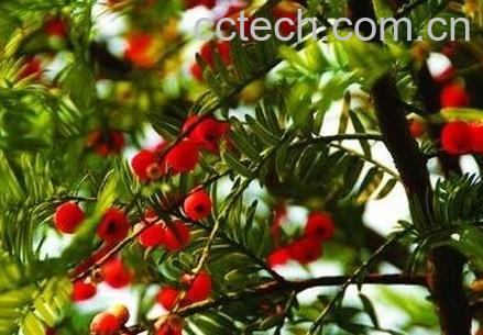 红豆杉的功效与作用 红豆杉能治癌症吗-1