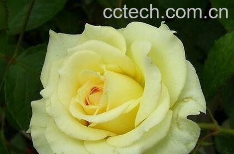 月季常见病虫害防治-1