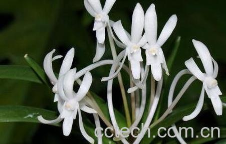 风兰的功效与作用及食用方法-0