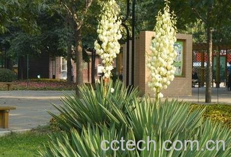 凤尾兰的功效与作用有哪些-0