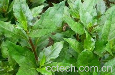 长寿草如何养殖 长寿草的养殖方法-0