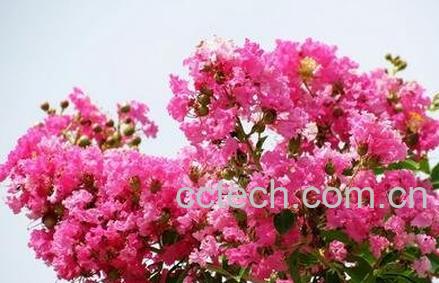 紫薇花的病虫害防治法-0