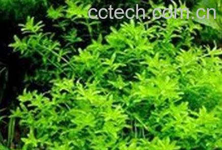 珍珠草怎么繁殖-0