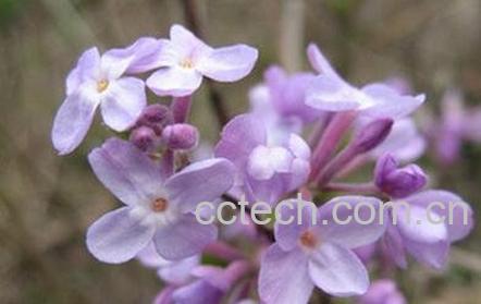 莞花的功效与作用-0