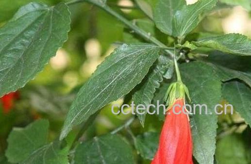 悬铃花的养殖方法 悬铃花好养吗-0